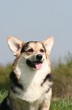 CORGI PEMBROKE 1354